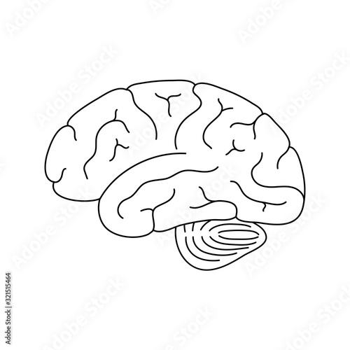 Vector illustration of human brain anatomy 