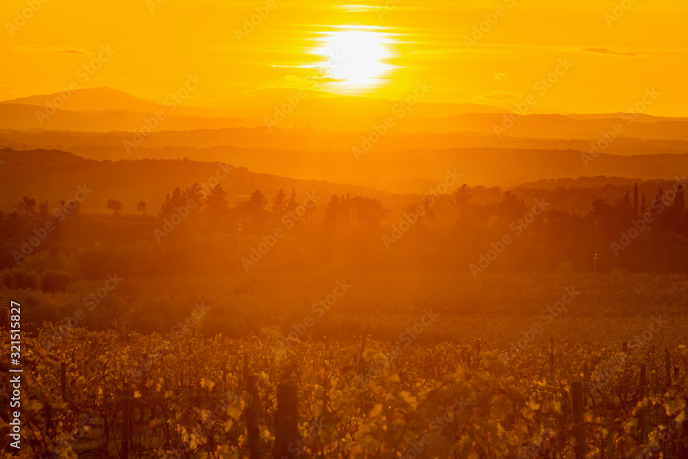 Chianti vineyards in Siena at sunset in autumn
