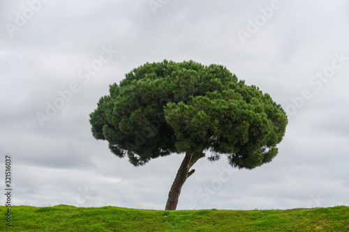 Green field with lonely tree. Lone tree with sky on background. Minimalism.