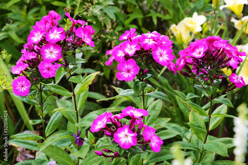 Tall pink perennial phlox in the summer garden.