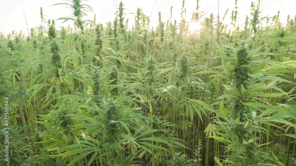 Fototapeta premium Marijuana plants at outdoor cannabis farm field. Hemp plants used for CBD and health