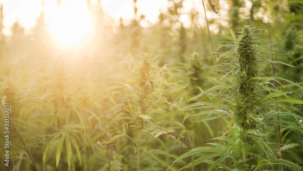Marijuana plants at outdoor cannabis farm field. Hemp plants used for CBD and health Marijuana plants at outdoor cannabis farm field. Hemp plants used for CBD and health