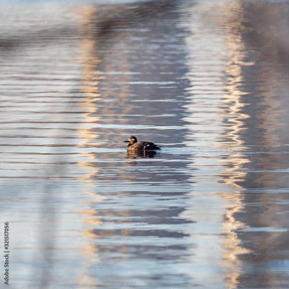 The velvet scoter (Melanitta fusca), also called a velvet duck, is a