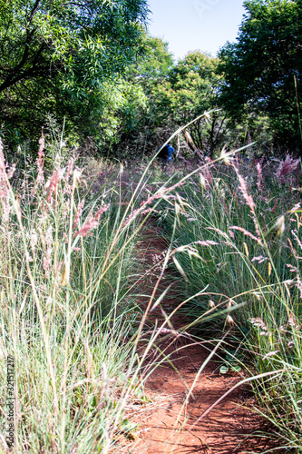 Pathway through some long grass