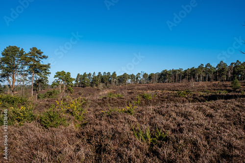 Blackdown walking photo