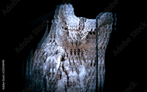 Owl. Reflection in mirror. Black background.
