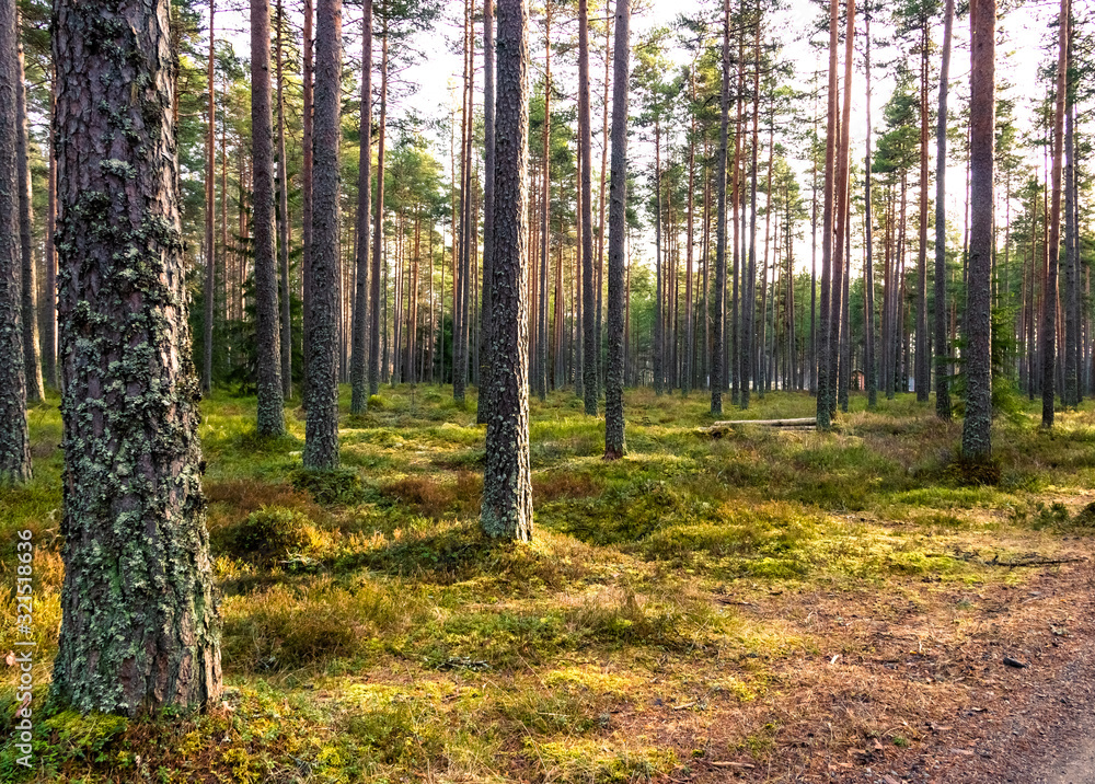 Fototapeta premium Spaceruj po słonecznym lesie w wiosenny dzień w Szwecji.
