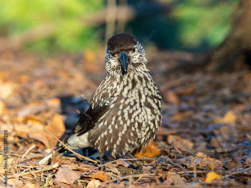 Eurasian nutcracker, or just nutcracker, (Nucifraga caryocatactes) is a