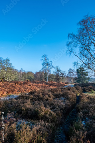 Frensham common walk around great pond photo