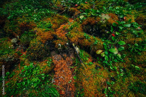 Beautiful taiga background with rich flora on mossy slope. Green red leaves of bergenia crassifolia among thick moss on mountainside. Atmospheric green forest backdrop with fresh greenery.