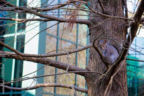 A squirrel in a tree next to a glass building.