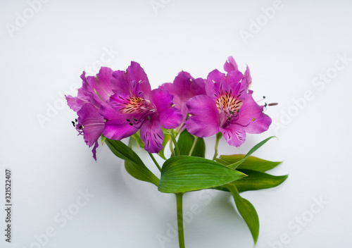Beautiful Alstroemeria flowers. Purple flowers and green leaves on white background. Peruvian Lily.
