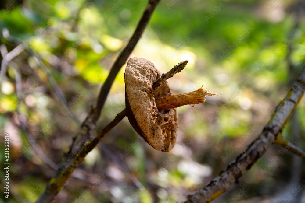 Obraz premium The mushroom hangs on a tree branch. Food for squirrels for winter.