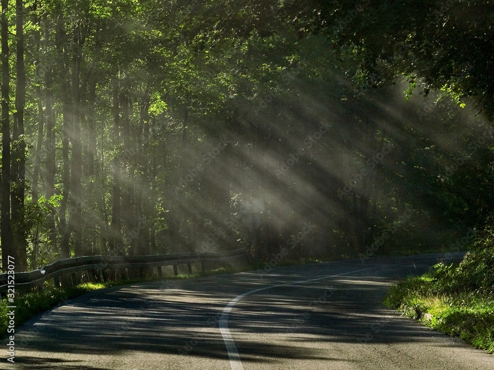 Obraz premium forest