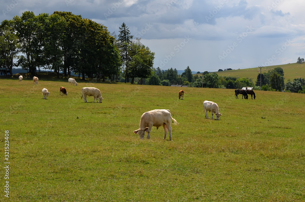 cow and calf on pasture feeding green grass cow and calf on pasture feeding green grass