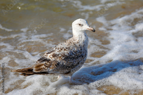 Seagull is standing in waters of Baltic sea