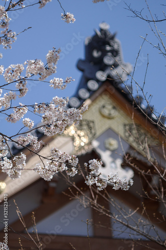 日本の桜と寺院の屋根 photo