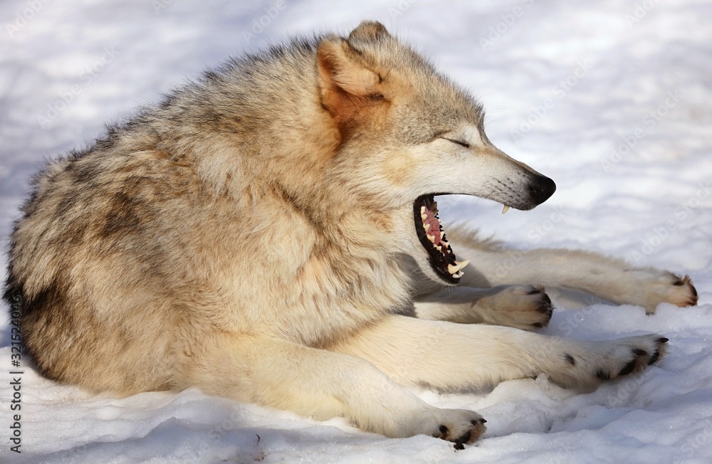 Obraz premium The Timber wolf, also known as the gray wolf, is a large canine native to Eurasia and North America. It is the largest extant member of Canidae, with males averaging 40 kg and females 37 kg.