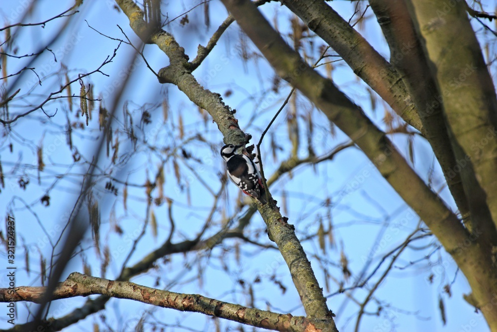 Weiblicher Buntspecht (Dendrocopos major) auf Nahrungssuche im Baum Weiblicher Buntspecht (Dendrocopos major) auf Nahrungssuche im Baum