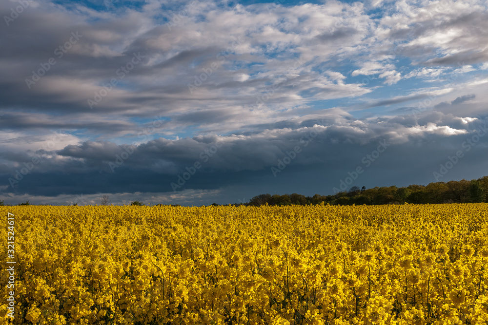 beautiful rapeseed field and cloudy sky in the spring in Oland, Sweden, selective focus