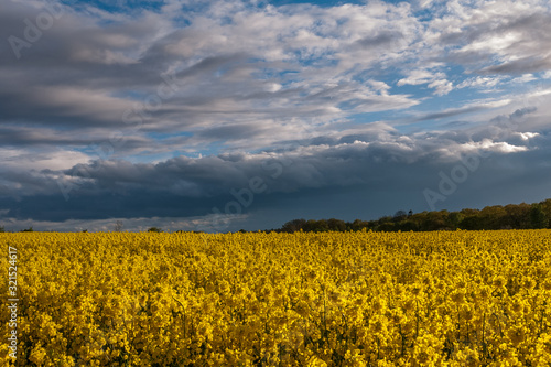 beautiful rapeseed field and cloudy sky in the spring in Oland, Sweden, selective focus