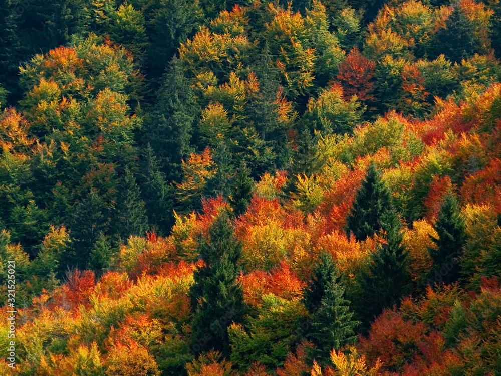 forest forest