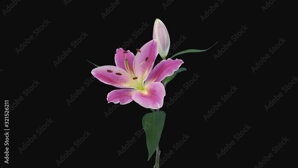 Time-lapse of opening two pink and white lily blossoms 13b4 in 4K PNG+ format with ALPHA transparency channel isolated on black background Time-lapse of opening two pink and white lily blossoms 13b4 in 4K PNG+ format with ALPHA transparency channel isolated on black background