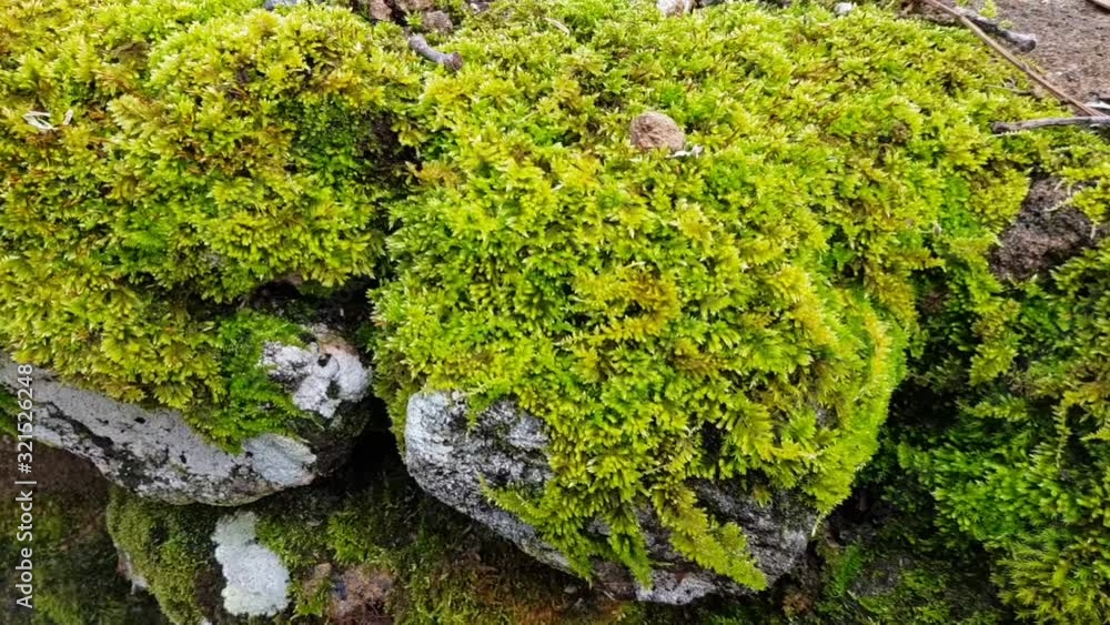 Macro view of moss attached to rocks in winter Macro view of moss attached to rocks in winter