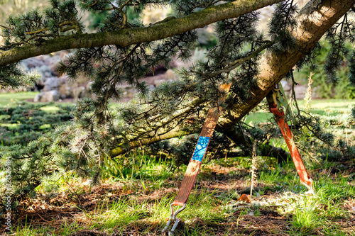 Part of a large pine tree branch seen strapped to the ground within a botanical gardens. The heavy duty strap is under tension with the aim of keeping the large branch shapped. photo