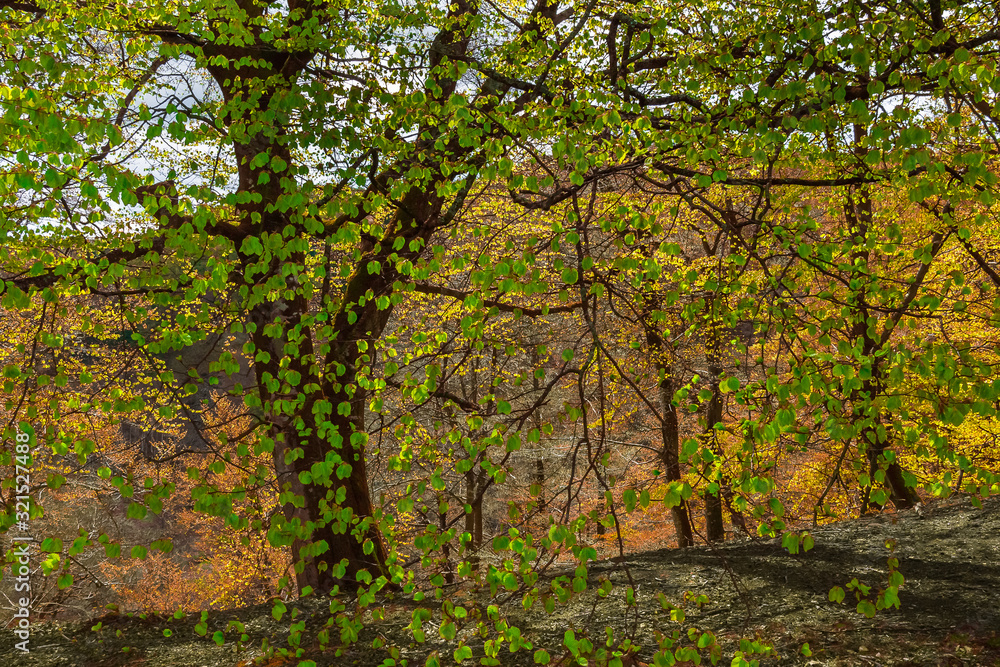 Misty spring beech forest in a nature reserve in southern Sweden, selective focus Misty spring beech forest in a nature reserve in southern Sweden, selective focus
