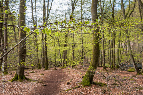 Misty spring beech forest in a nature reserve in southern Sweden  selective focus