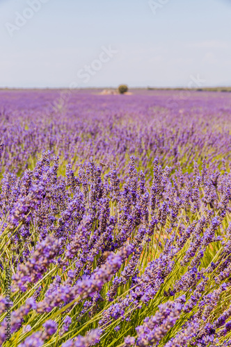Amazing blooming lavender fields in Spain. With a bee perching on a flower in the center of the photo  very high definition. Vertical photo.