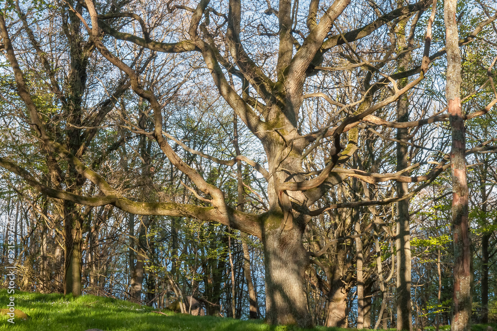 Old tree with sprawling branches. Central Sweden, selective focus Old tree with sprawling branches. Central Sweden, selective focus