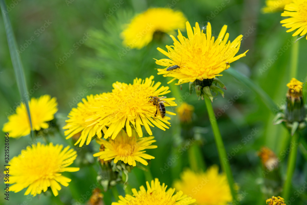 Working bee on a most popular springtime flower dandelion. Canonical lush spring foliage background. Working bee on a most popular springtime flower dandelion. Canonical lush spring foliage background.