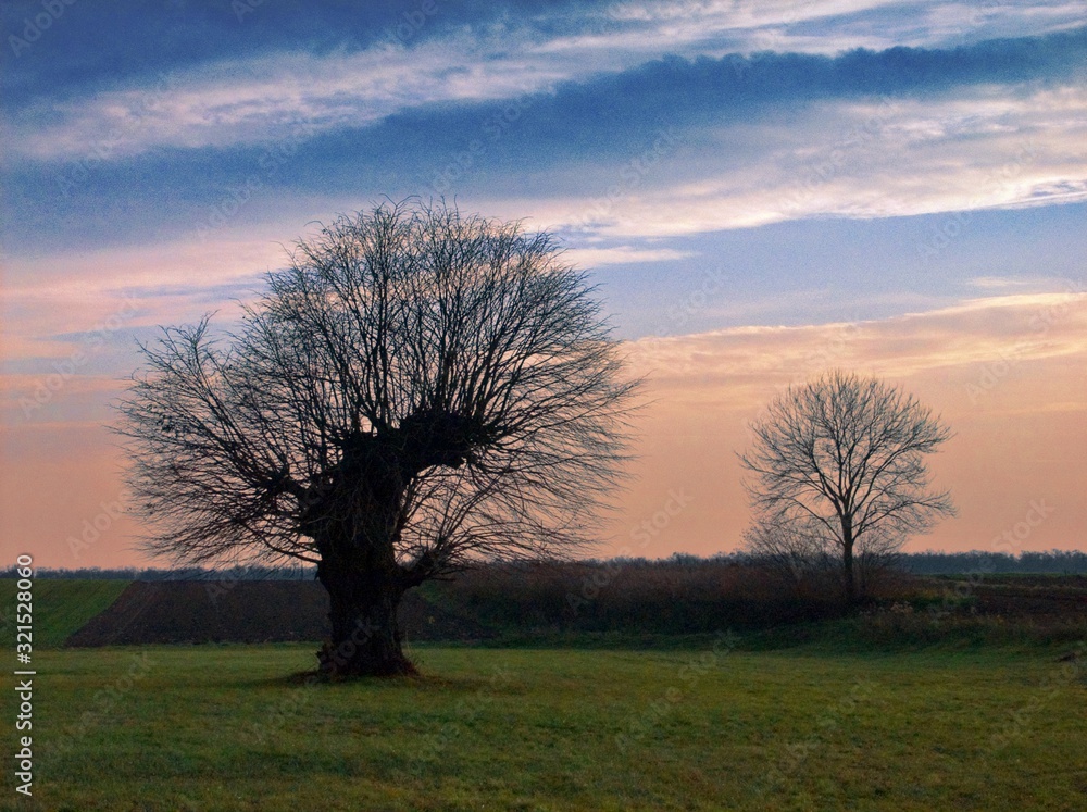 Obraz premium forest