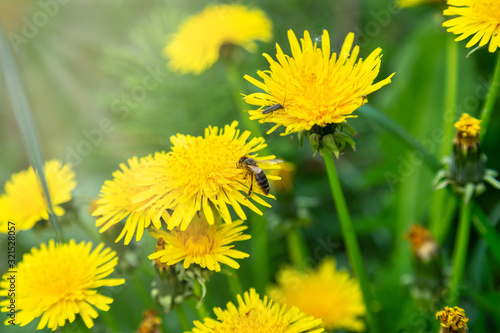 Working bee on a most popular springtime flower dandelion. Canonical lush spring foliage background.
