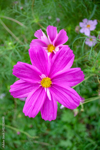 Garden Cosmos flower grows in the backyard background.