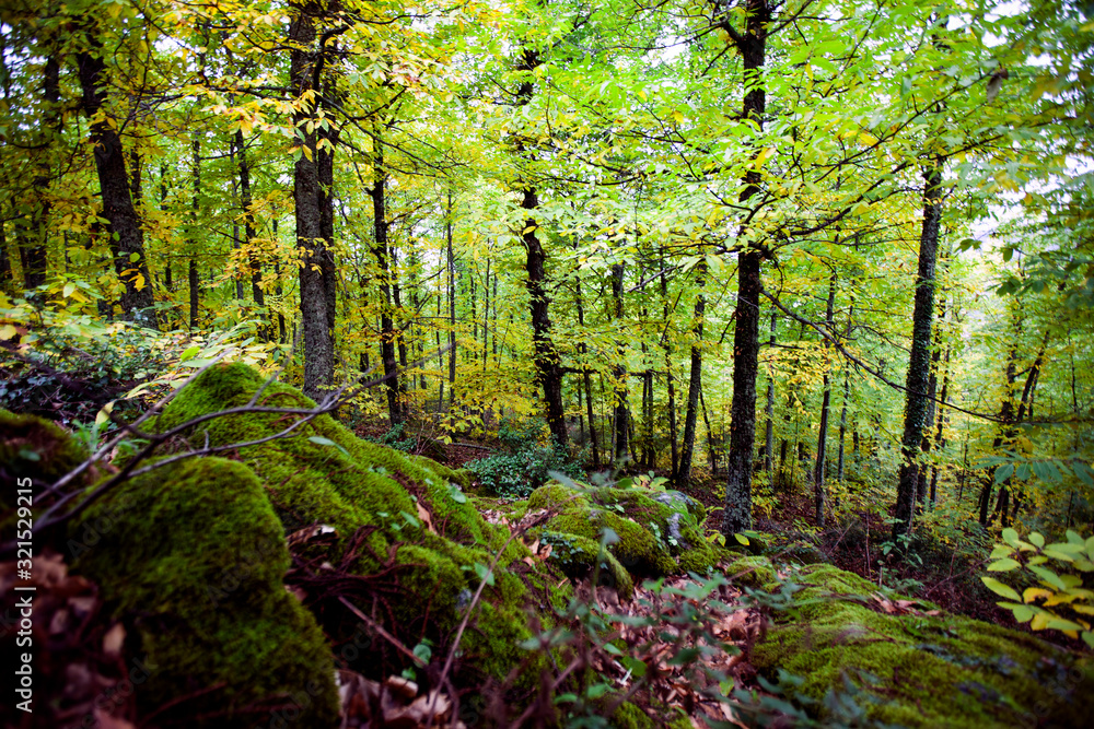 Fototapeta premium lush forest with bright colors in autumn
