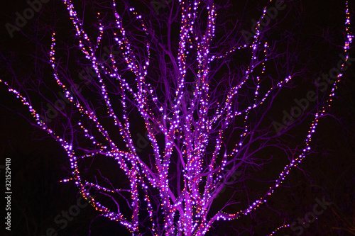 Tree branches lit up with purple lights.