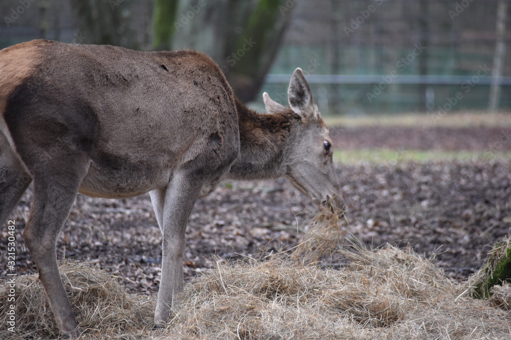 Fototapeta premium ANIMALS
