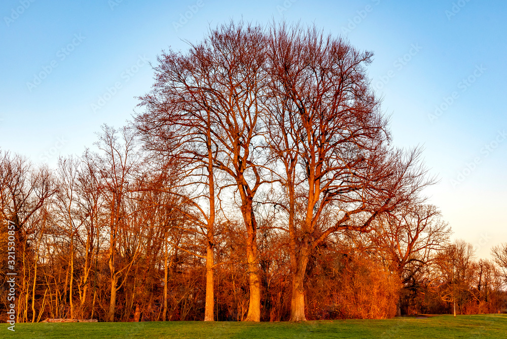 Obraz premium Baumgruppe im Abendlicht