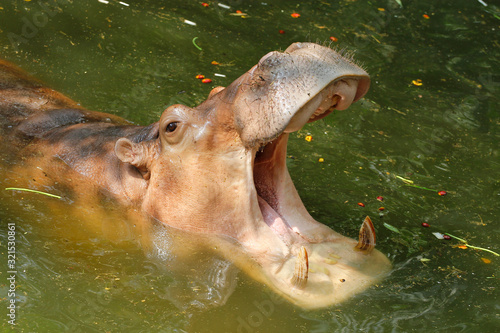 the hippopotamus open mouth in river at thailand