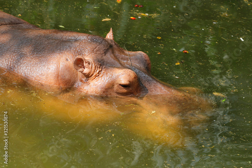 the hippopotamus rest in river at thailand