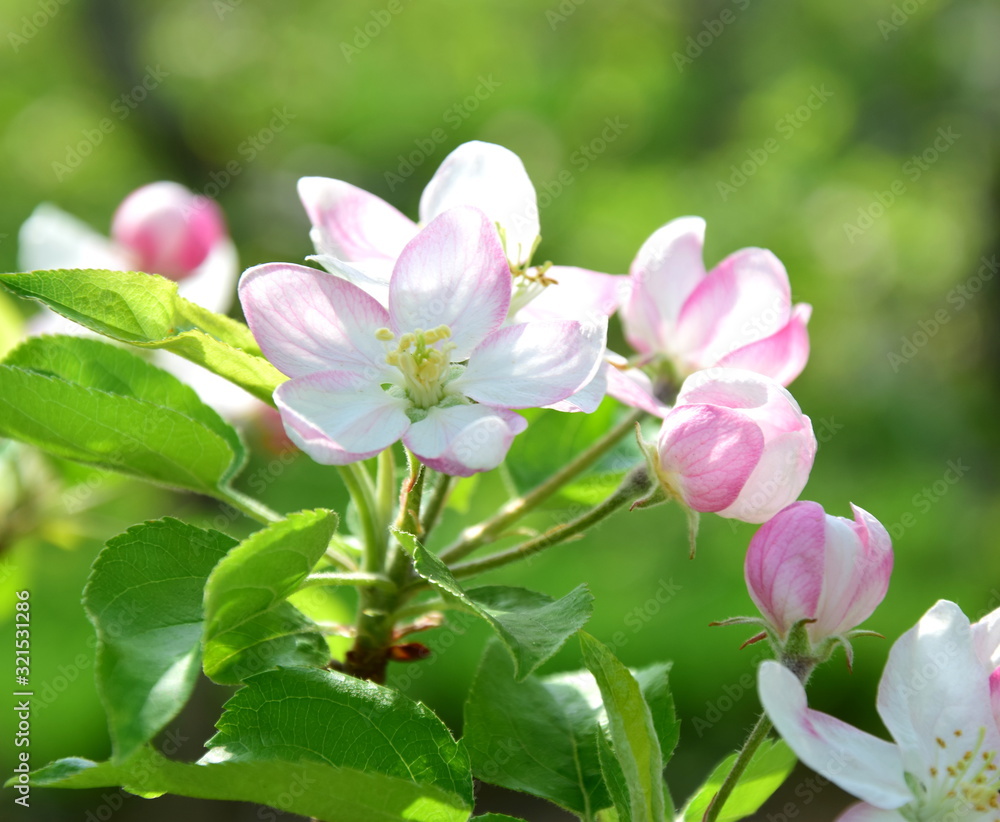 Fototapeta premium Apfelbaumblüten im Sonnenschein