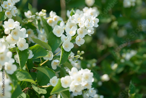 Close up of white jasmine flowers in a garden. Flowering jasmine bush in sunny summer day. Nature background.