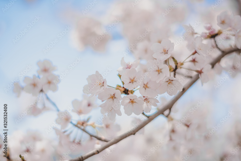 Cherry blossoms season,sakura flowers in Japan Cherry blossoms season,sakura flowers in Japan