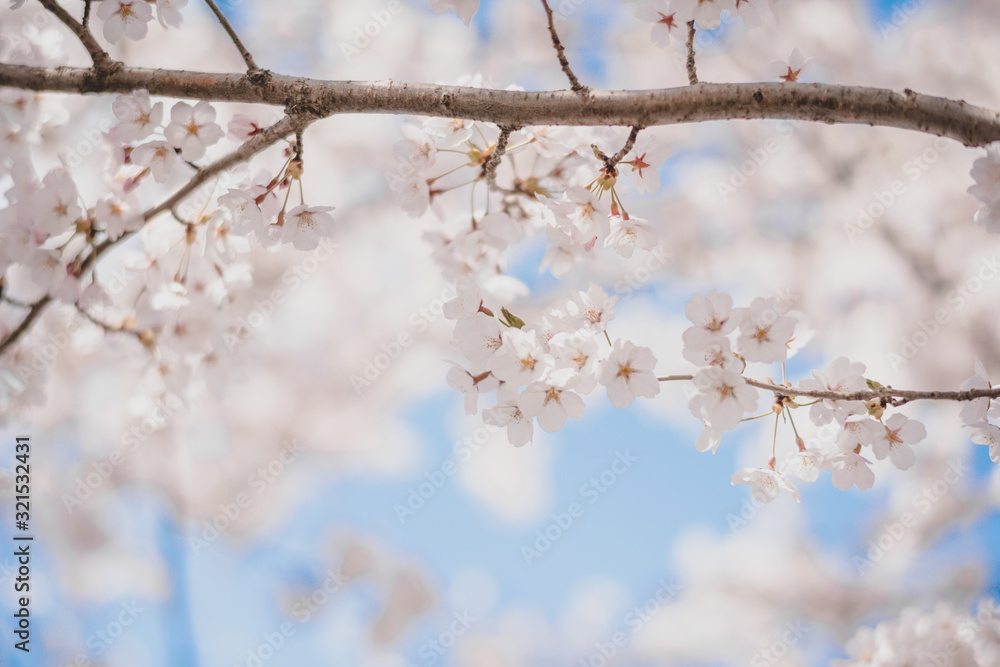 Cherry blossoms season,sakura flowers in Japan Cherry blossoms season,sakura flowers in Japan