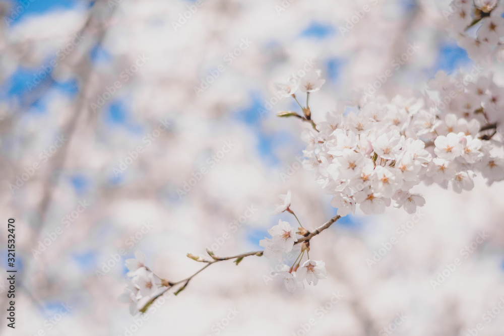 Cherry blossoms season,sakura flowers in Japan Cherry blossoms season,sakura flowers in Japan