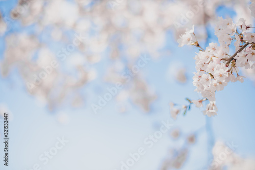 Cherry blossoms season,sakura flowers in Japan
