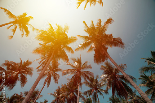 Fototapeta Naklejka Na Ścianę i Meble -  Up view of a coconut tree, a common type of tree in tropical area